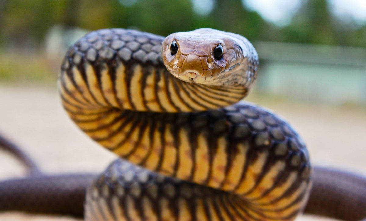 Australian brown snake raised and watching